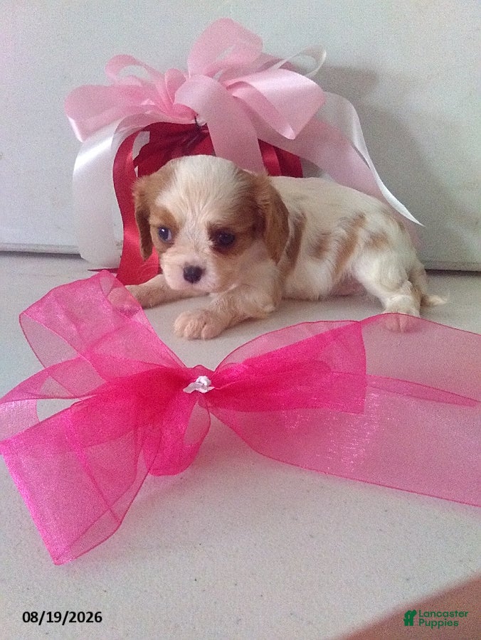 Cavalier King Charles Spaniel dogs Lily - Ad 1