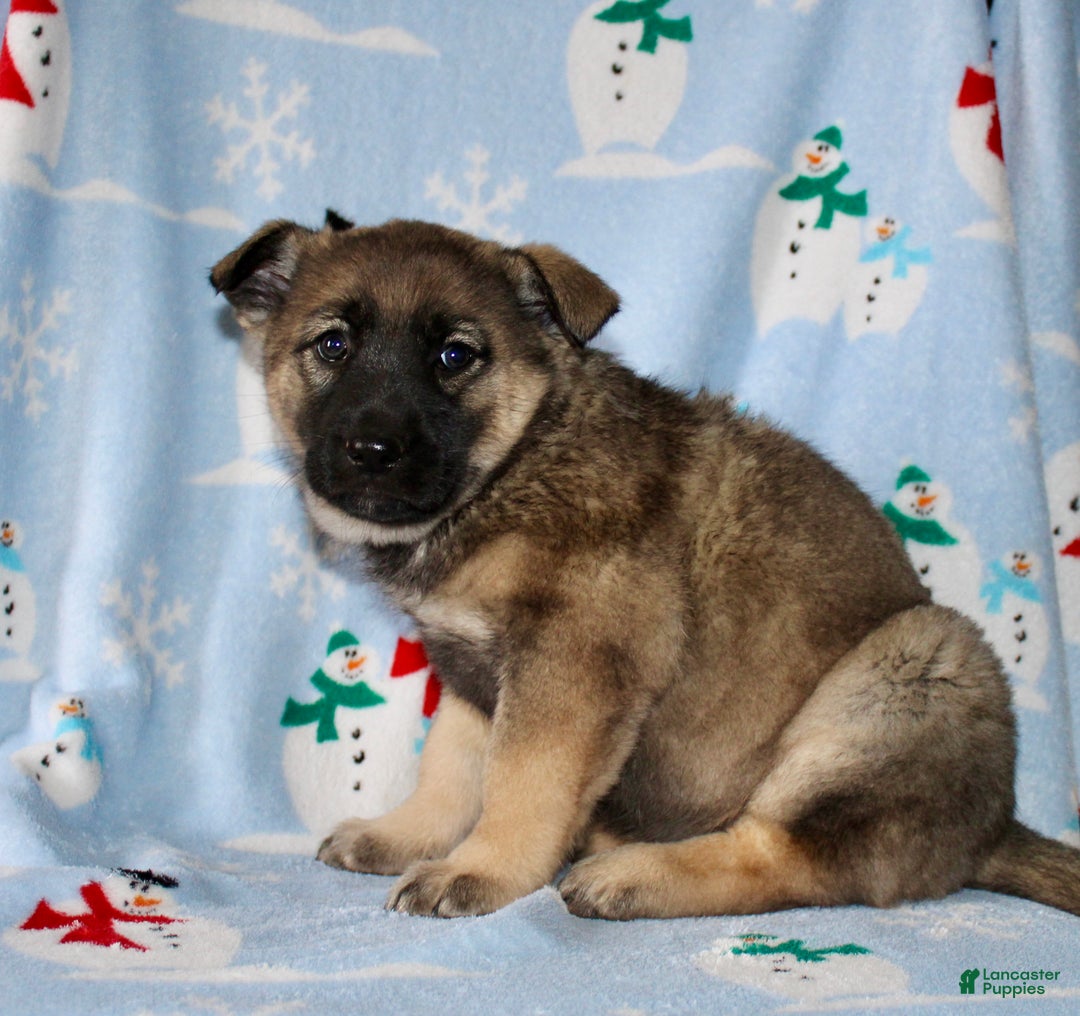 Mixed Breed dogs for sale: Olivia  - Ad 3