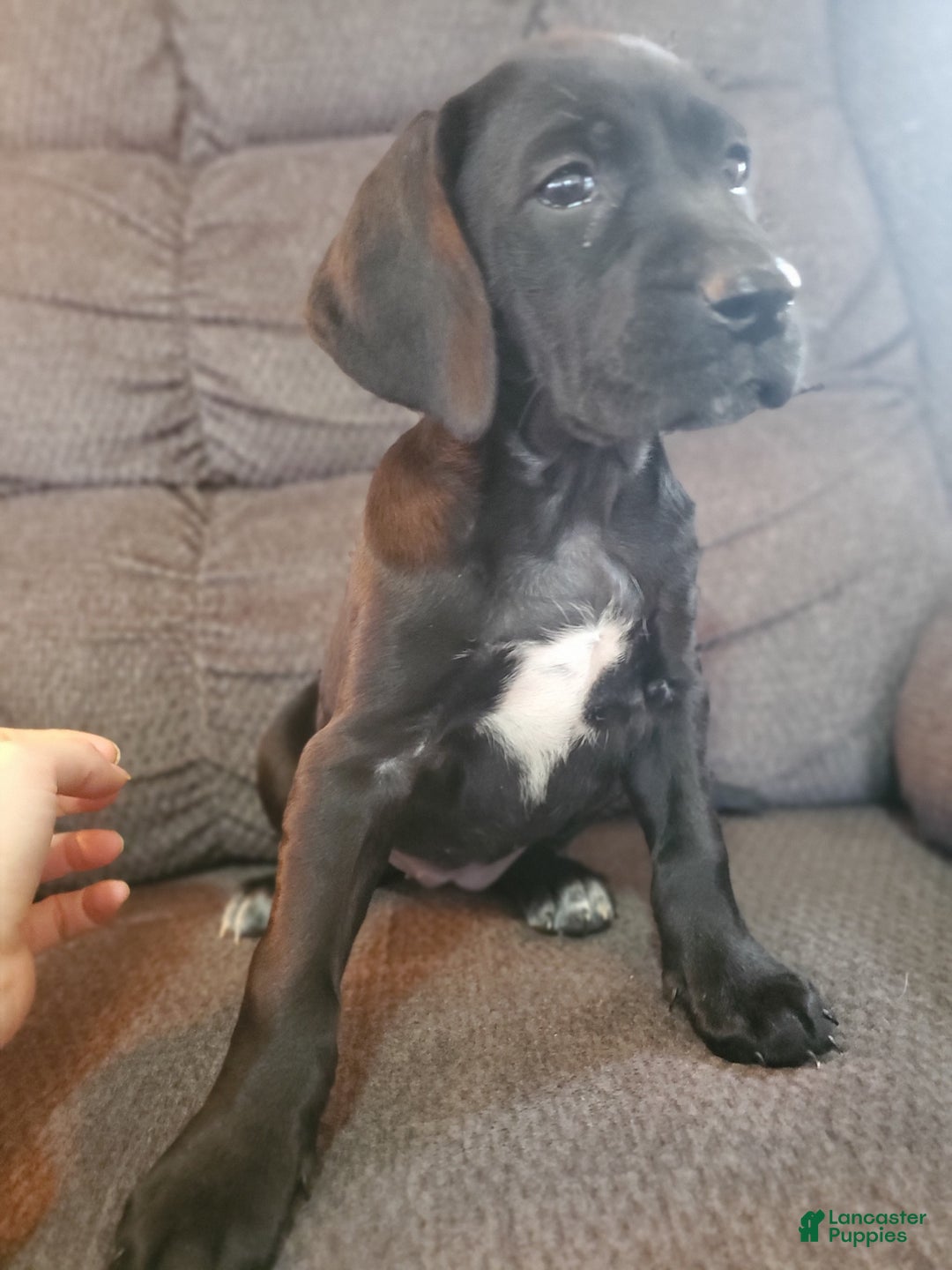 Mixed Breed dogs for sale: Lacy - Ad 1