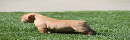 Olde English Bulldogge dogs for sale: Bluegates ARCHIE - Ad 4