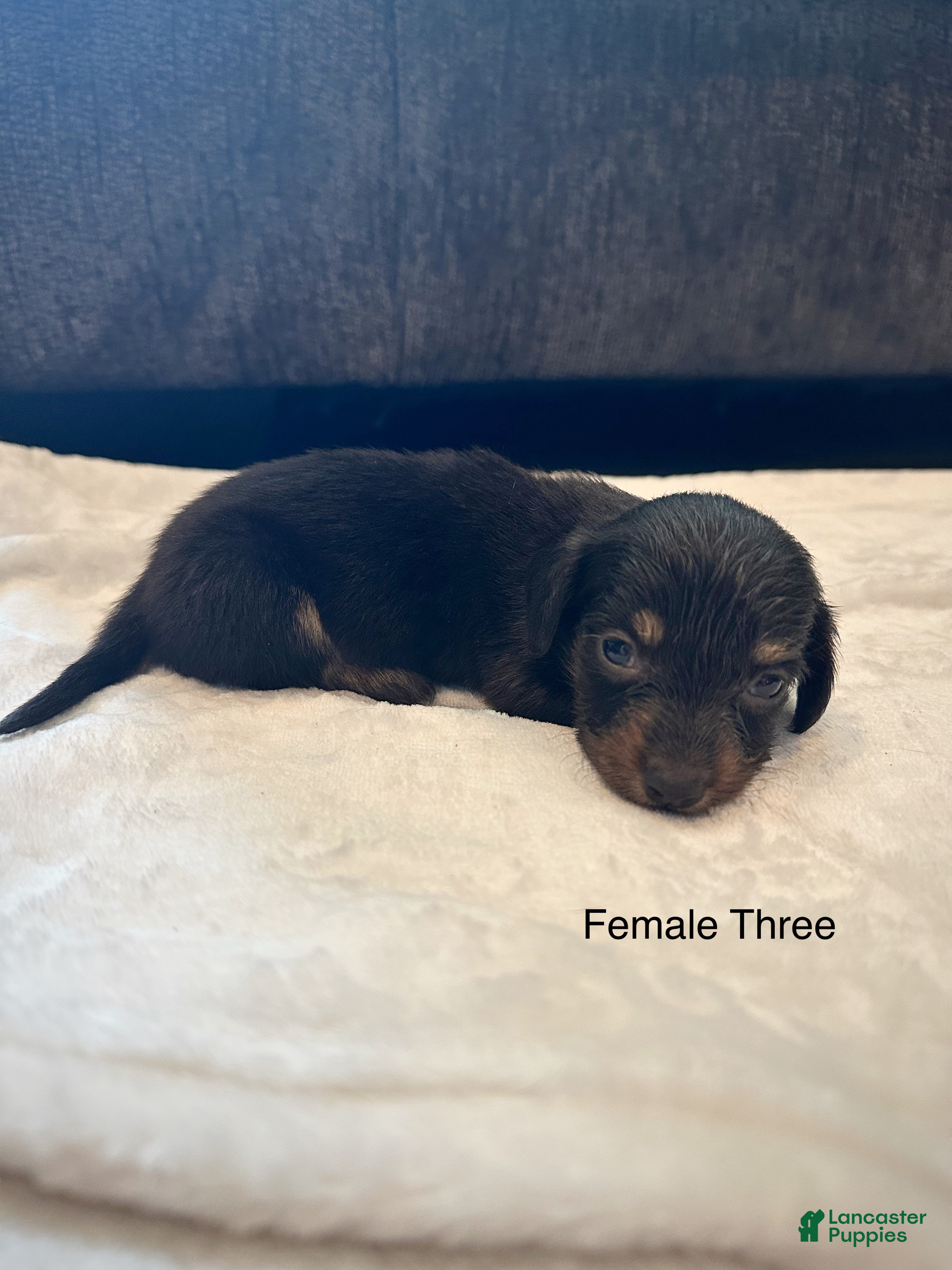 Dachshund dogs Female Three - Ad 1