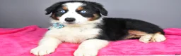 Australian Shepherd dogs for sale: Espresso - Ad 2