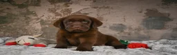 Labrador Retriever dogs for sale: Leo - Ad 3