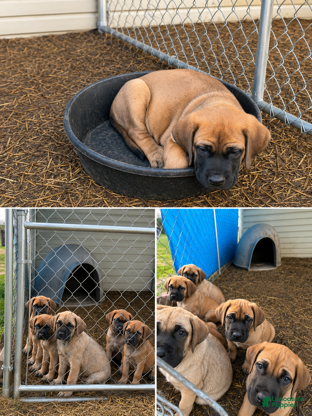 English Mastiff dogs Puppy 1 - Ad 2