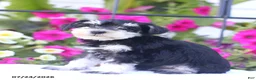 Miniature Schnauzer dogs for sale: Chris - Ad 3