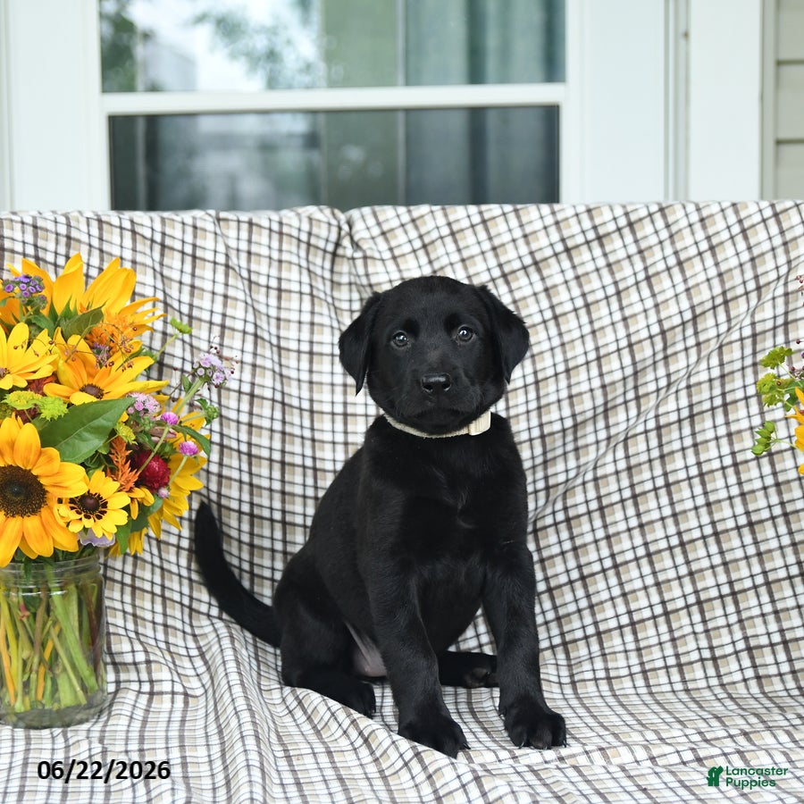 Labrador Retriever dogs for sale: Lillie - Ad 2