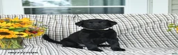 Labrador Retriever dogs for sale: Lillie - Ad 1