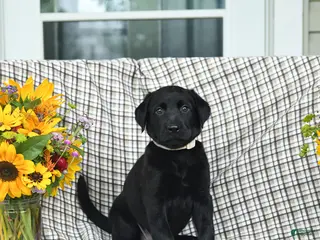 Labrador Retriever dogs for sale: Lillie - Ad 2