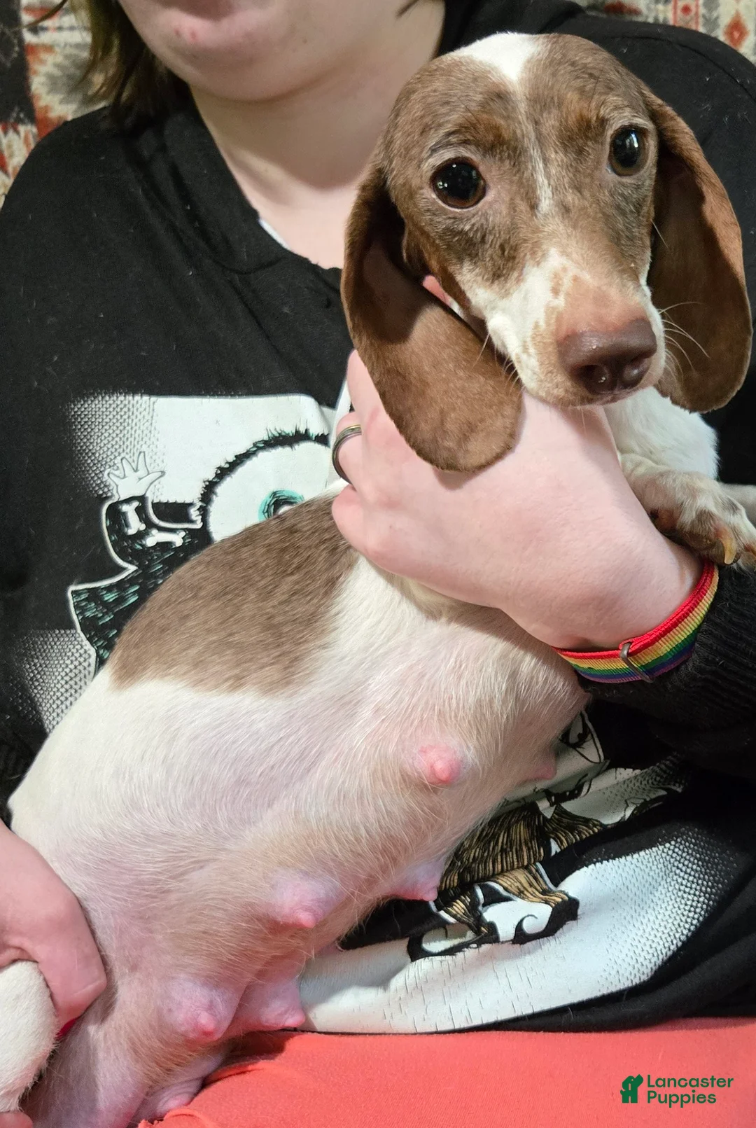 Dachshund dogs for sale: Dachshund Puppy 1 - Ad 2