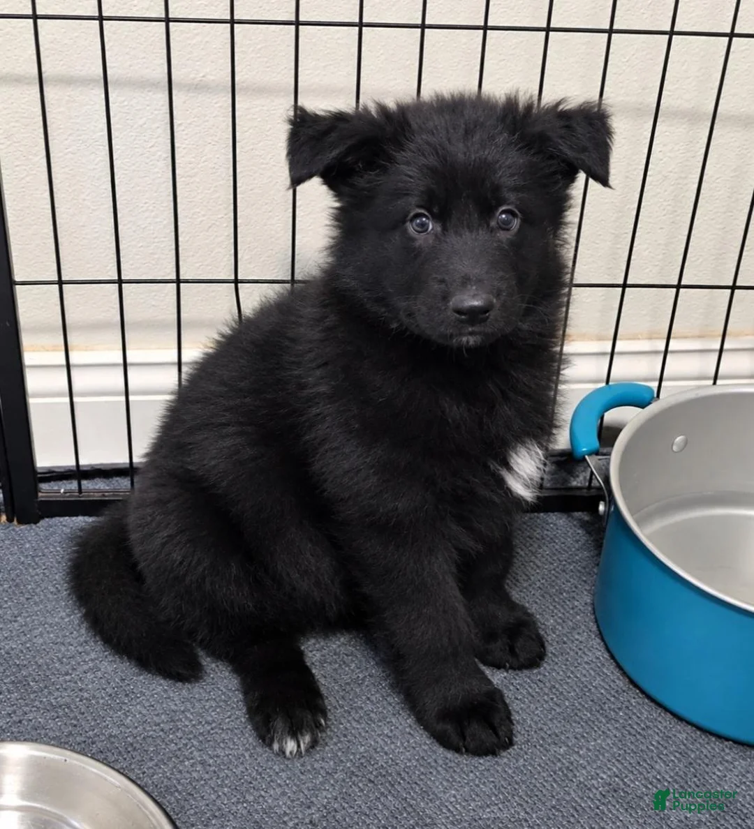 German Shepherd dogs for sale: German Shepherd 3 - Ad 2