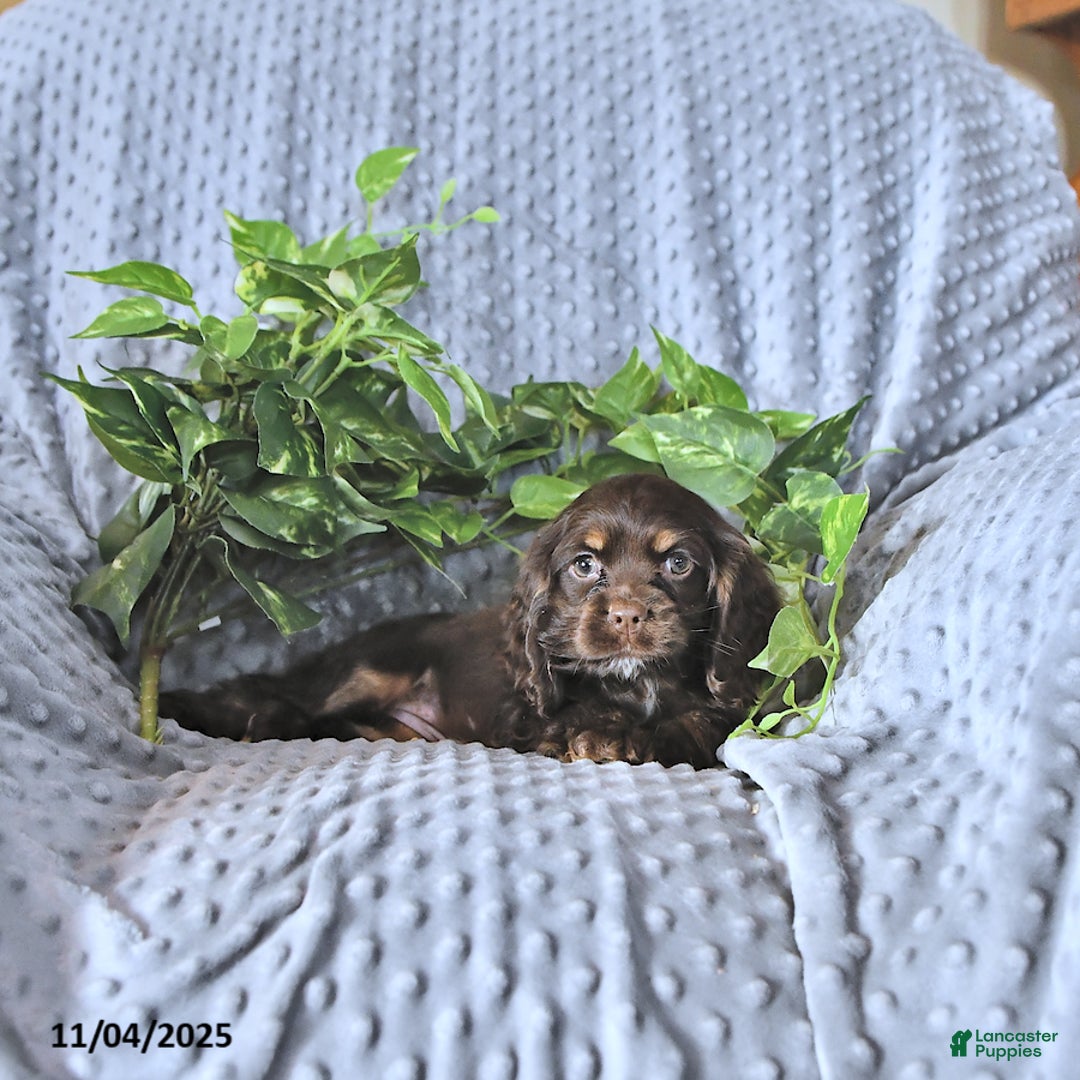 Cocker Spaniel dogs for sale: Mavis - Ad 5