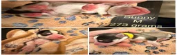 Pomsky dogs for sale: Sunny  - Ad 20