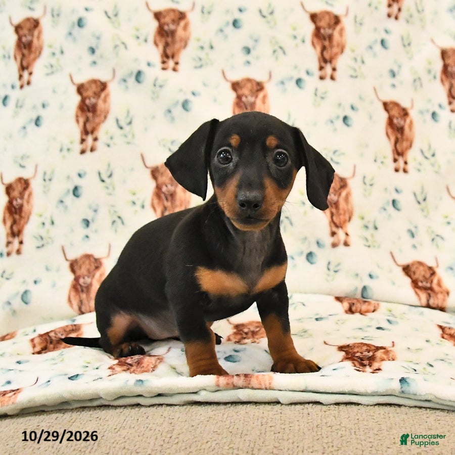 Miniature Dachshund dogs for sale: Trixie - Ad 2
