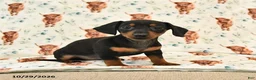 Miniature Dachshund dogs for sale: Trixie - Ad 2