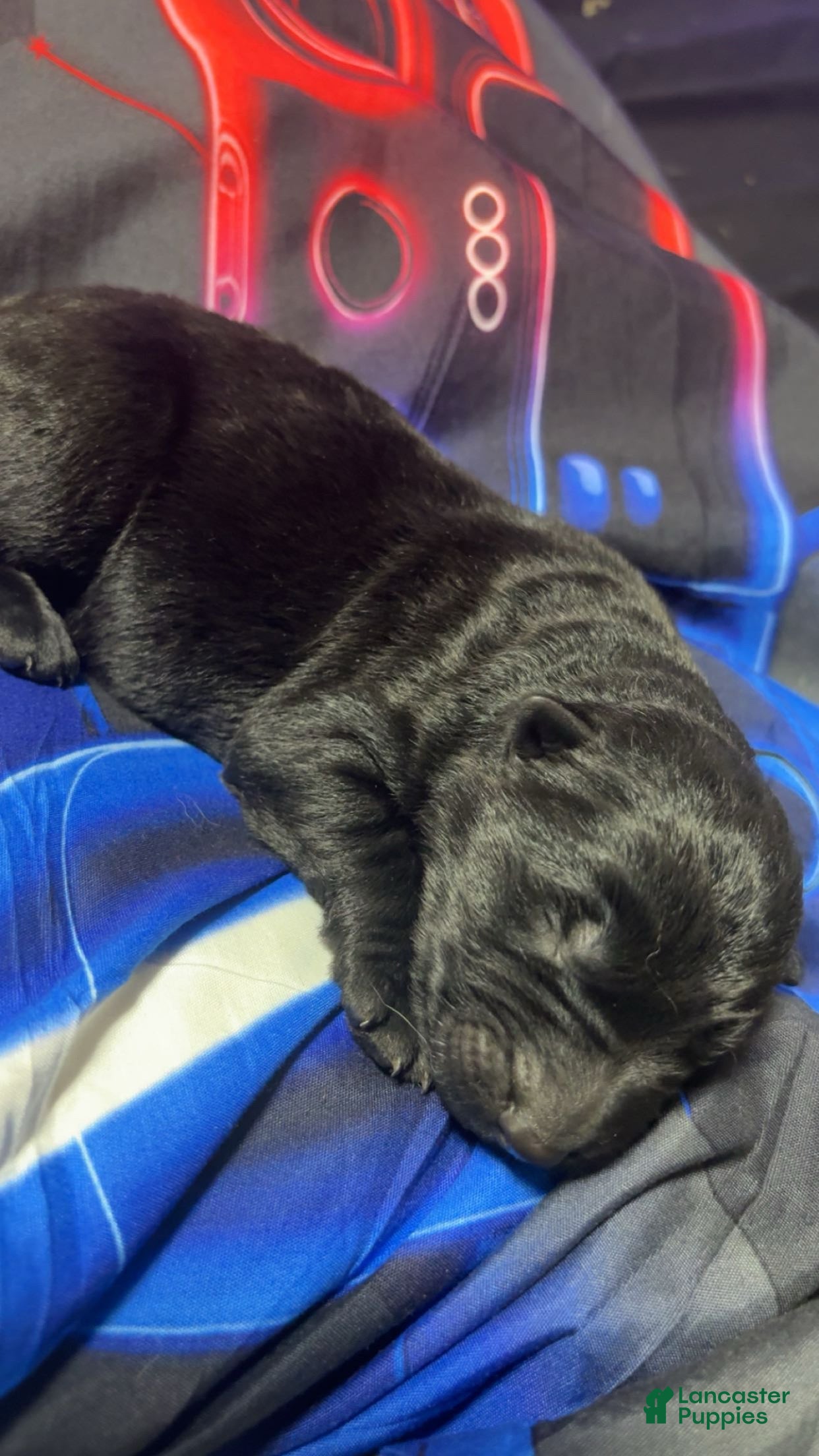 German Shepherd dogs German Shepherd Puppy 1 - Ad 16