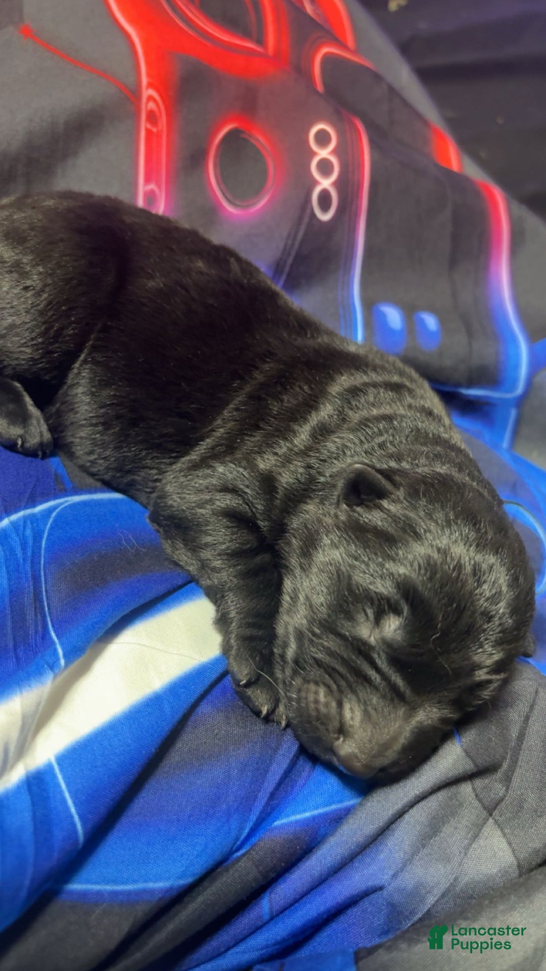 German Shepherd dogs for sale: German Shepherd Puppy 1 - Ad 1