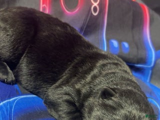 German Shepherd dogs German Shepherd Puppy 1 - Ad 16