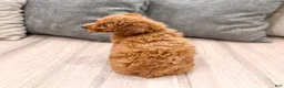 Miniature Poodle dogs for sale: Copper - Ad 4