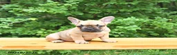 French Bulldog dogs for sale: Bella   - Ad 3