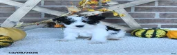 Miniature Schnauzer dogs for sale: Anika - Ad 2