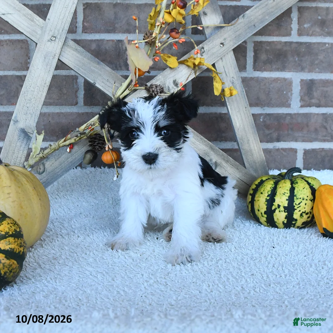 Miniature Schnauzer dogs for sale: Anika - Ad 2