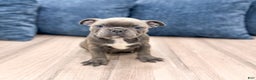 Frenchton dogs for sale: Gabby - Ad 8