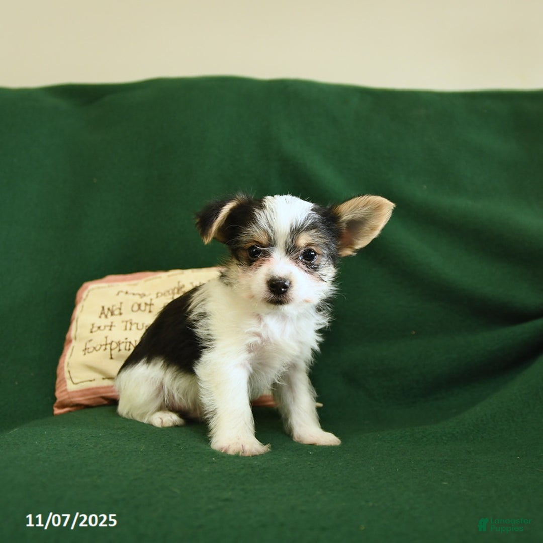 Yorkshire Terrier dogs for sale: Oreo - Ad 9