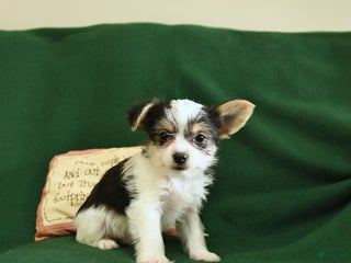 Yorkshire Terrier dogs - Ad 41