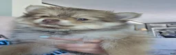 Pomeranian dogs for sale: Dyna - Ad 4
