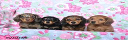 Miniature Dachshund dogs for sale: Birch - Ad 3