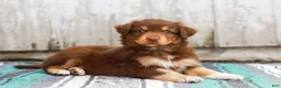 Australian Shepherd dogs for sale: Toffee - Ad 5