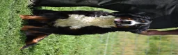 Bernese Mountain Dog dogs for sale: Bernard  - Ad 14