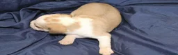 Puggle dogs for sale: Chewy - Ad 43