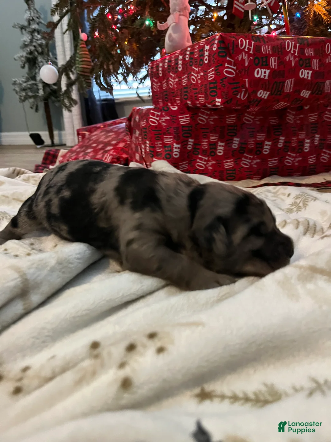 Goldendoodle dogs for sale: Micki  - Ad 6