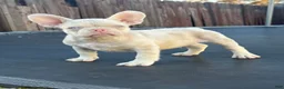 French Bulldog dogs for sale: Cheeto - Ad 10