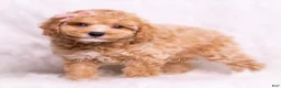 Toy Poodle dogs for sale: Vera - Ad 4