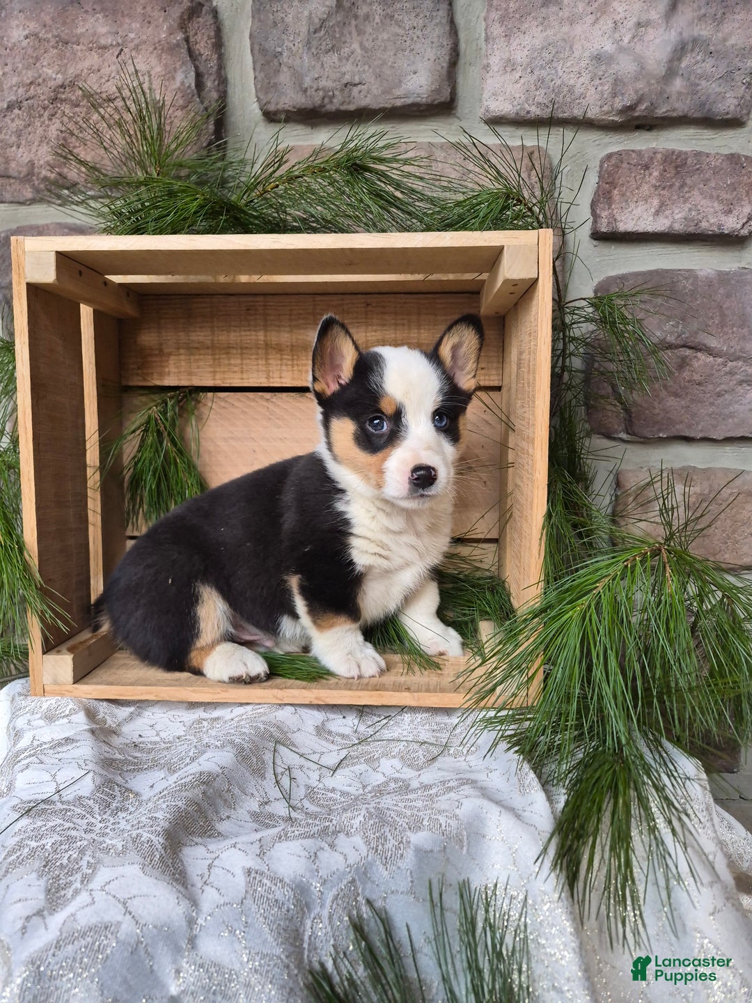 Welsh Corgi Pembroke dogs for sale: Rebel - Ad 1