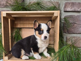 Welsh Corgi Pembroke dogs Rebel - Ad 37