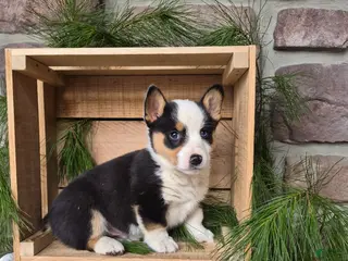 Welsh Corgi Pembroke dogs Rebel - Ad 18