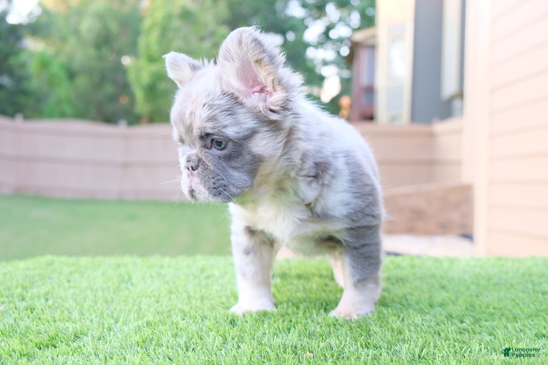 French Bulldog dogs for sale: French Bulldog Puppy 1 - Ad 7