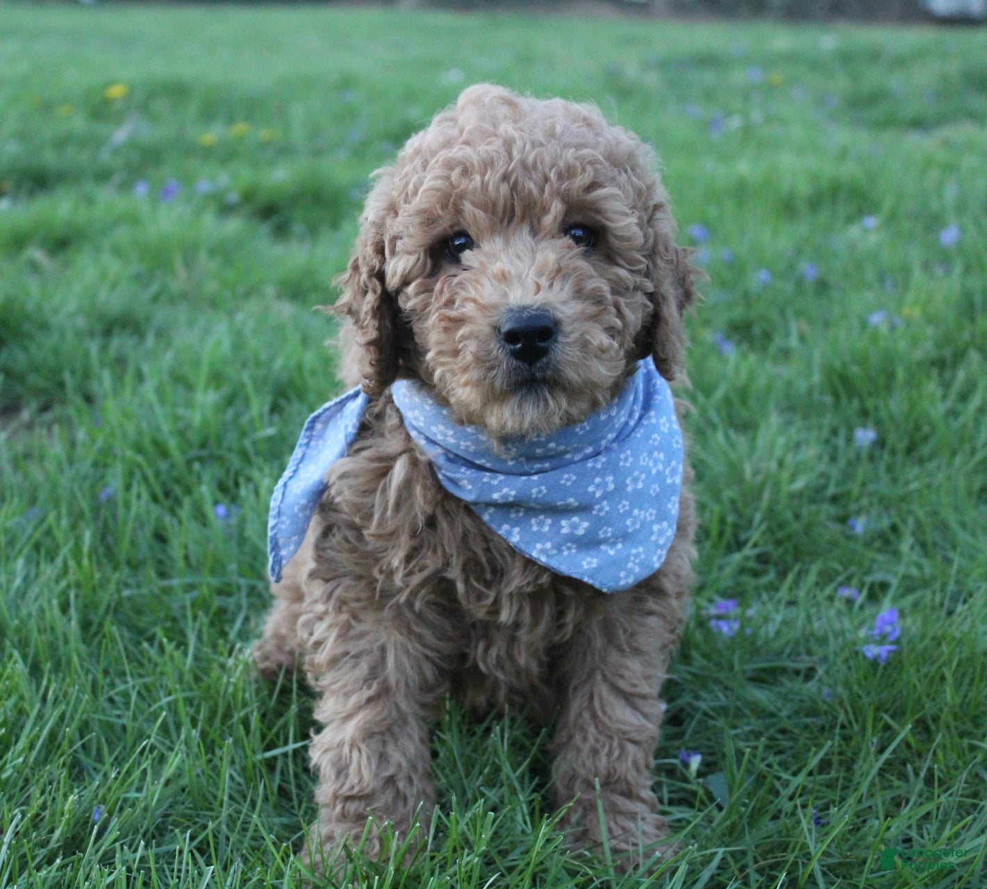 Mini Goldendoodle dogs Archie - Ad 2