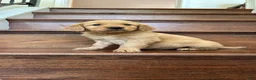 Golden Retriever dogs for sale: Daisy - Ad 3