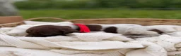 German Shorthaired Pointer dogs for sale: Windsor - Ad 3