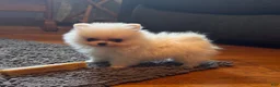 Pomeranian dogs for sale: Pomeranian Puppy 1 - Ad 1