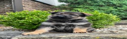 German Shepherd dogs for sale: Maple - Ad 2