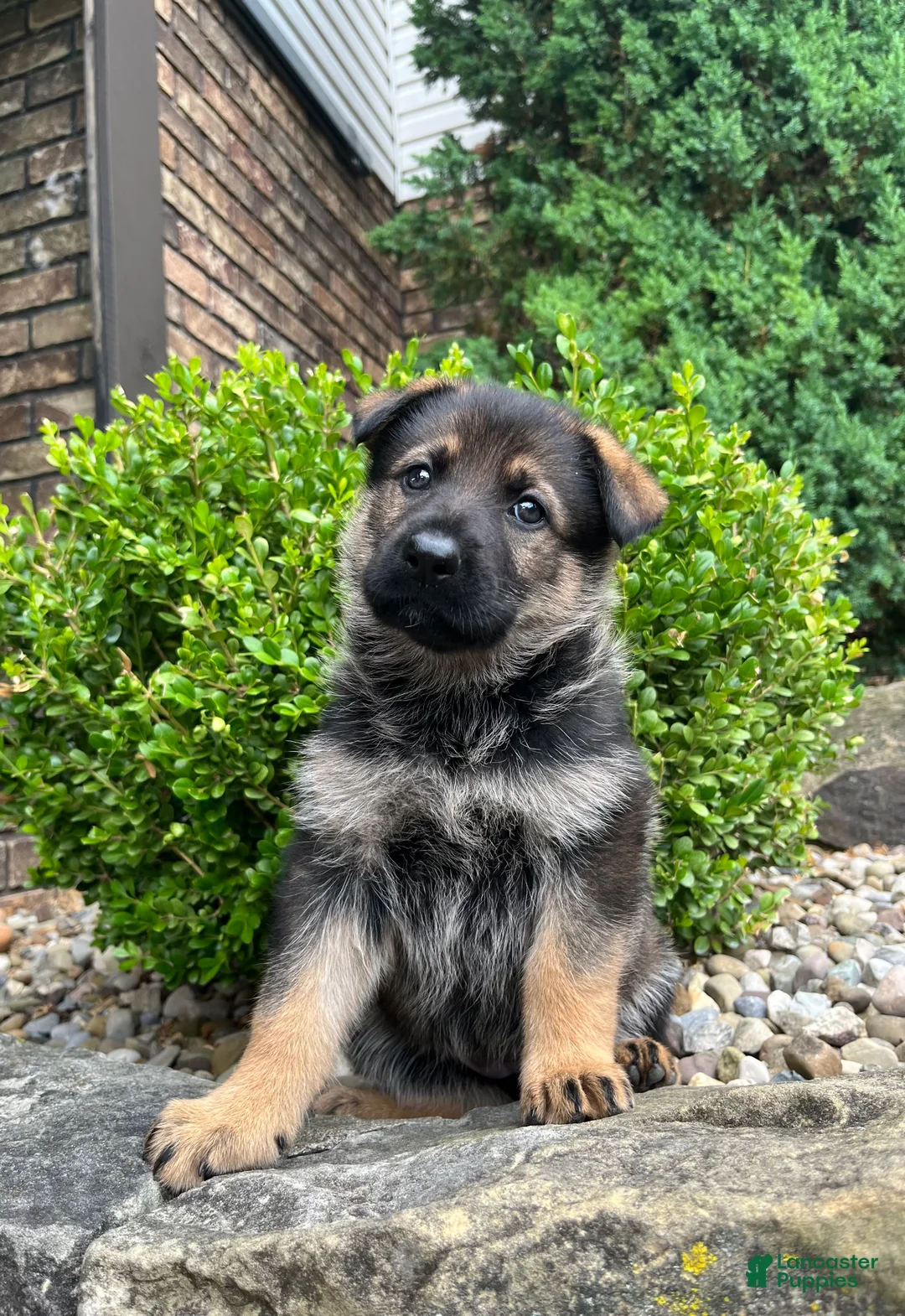 German Shepherd dogs for sale: Maple - Ad 2