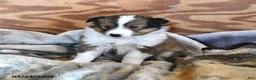 Shetland Sheepdog dogs for sale: River - Ad 2
