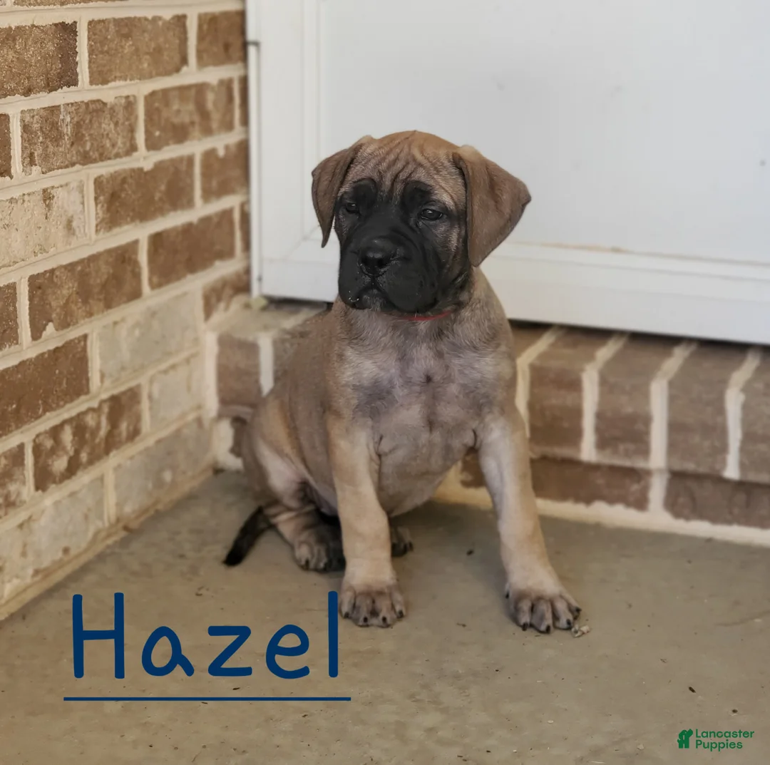 Bullmastiff dogs for sale: Hazel - Ad 2