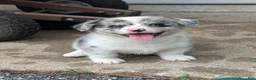 American Corgi dogs for sale: Aaron - Ad 2