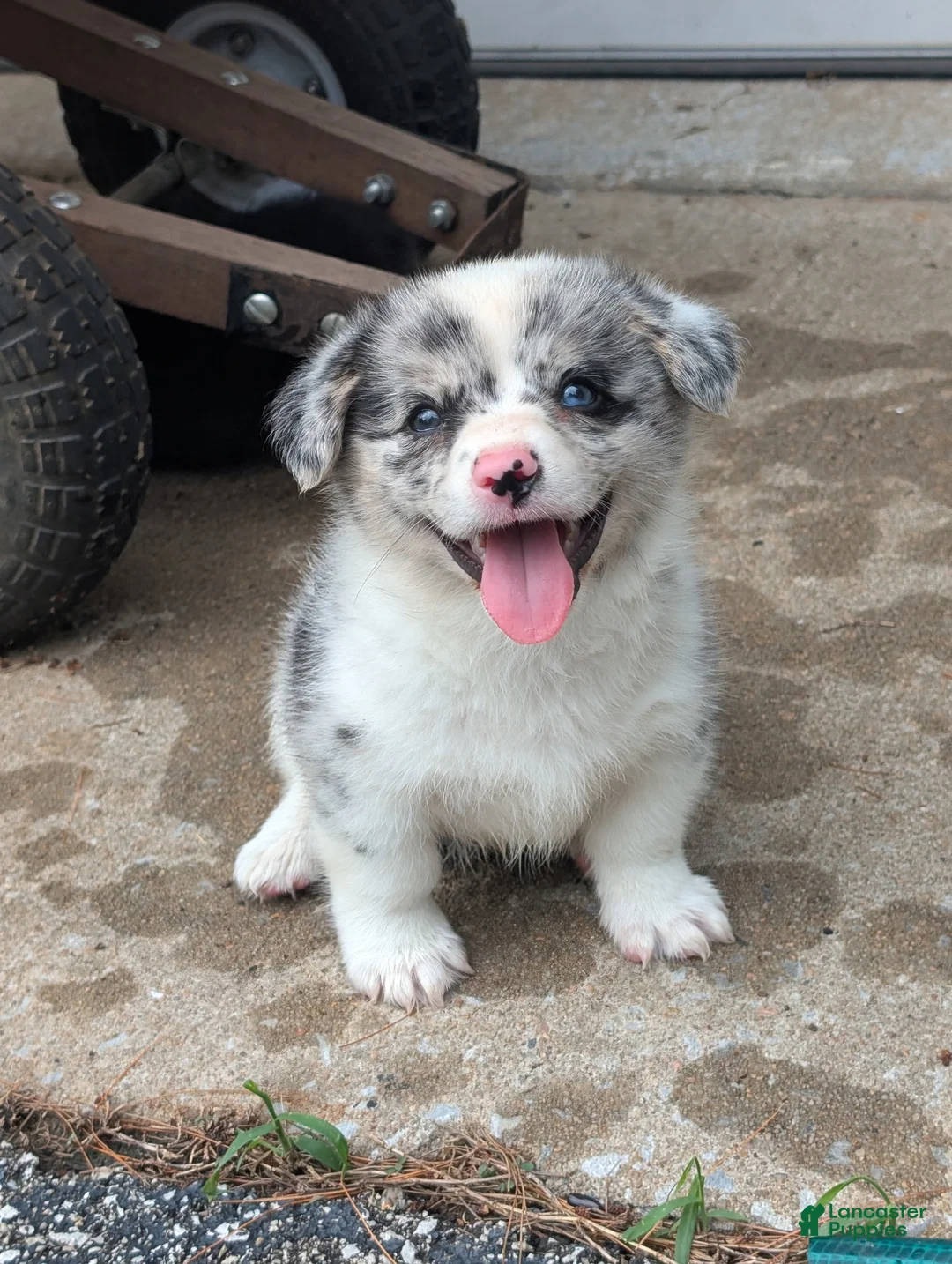 American Corgi dogs for sale: Aaron - Ad 2